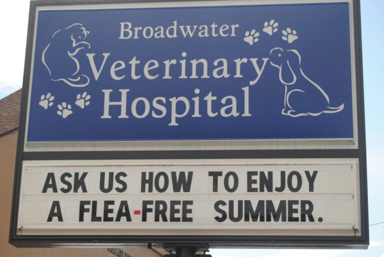 broadwater veterinary hospital gate city va 1 768x514