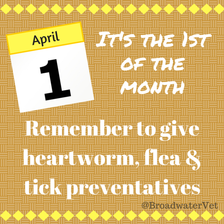 broadwater veterinary hospital gate city va 4 768x768