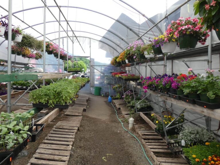 flowers 1067x800 1 768x576